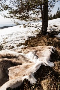 REINSDYRSKINN - UTEBRUK - BEREDDE